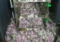 Tikus-tikus Ini Sungguh Kebangetan, Makan Uang di ATM Hingga Rp250 Juta