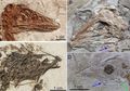 Dianggap Mengerikan, T-Rex Ternyata Tak Bisa Menjulurkan Lidahnya