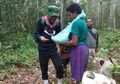 Imunisasi Bayi di Tengah Hutan, Perjuangan Tenaga Kesehatan di Papua
