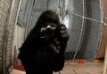 Koko, Gorila Jenius yang Mampu Berbahasa Isyarat, Mati di Usia ke-46