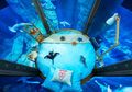 Menegangkan! Hotel Ini Punya Kamar di Bawah Laut Yang Penuh Dengan Hiu!