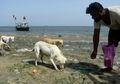 Kisah Nelayan Muslim Pakistan Memberi Makan Anjing-anjing Terlantar