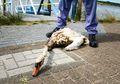 Ratusan Burung Mengalami Luka Setelah Terkena Tumpahan Minyak