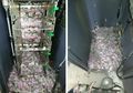 Aneh! Seekor Tikus di India Makan Duit Dalam ATM Senilai Rp 250 Juta