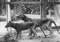 Kasihan, Karena Ulah Manusia 4 Hewan Unik Ini Punah, Salah Satunya Tasmanian tiger