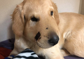 Todd, Golden Retriever Pahlawan yang Relakan Dirinya Digigit Ular