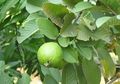 Ramuan Daun Jambu Biji Bantu Sembuhkan Diabetes, Begini Cara Mudah Membuatnya!