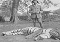 Disebut Kasus Dengan Jumlah Pembunuhan Terbanyak, Inilah Kisah Harimau yang Bunuh 400 Orang Dalam 4 Tahun