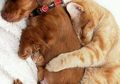 Foto-foto Menggemaskan yang Menunjukkan Persabahatan Anjing dan Kucing