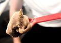 Unik! Es Krim Ini Dibuat dengan Campuran Serangga, Berani Coba?