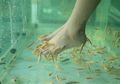 Berniat Angkat Kulit Mati, Kuku Kaki Wanita Ini Justru Terbelah Setelah Lakukan 'Fish Spa'