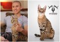 Harganya Mencapai Rp350 Juta, Inilah Savannah F1 Kucing Termahal di Dunia yang Punya Banyak Kelebihan