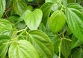 Selain Berguna Untuk Kesehatan, Ini Dia Manfaat Daun Sirih di Rumah
