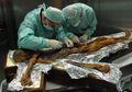 Makanan Terakhir Ötzi Si Manusia Es Sebelum Terbunuh 5300 Tahun Lalu