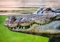 Buaya Tidak Berencana Memakan Manusia, Lalu Mengapa Mereka Menyerang?