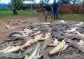 Kematian Seorang Warga Picu Pembantaian 292 Buaya di Papua Barat