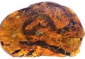 Bayi Ular Tertua dari Era Dinosaurus Ditemukan dalam Sebuah Ambar