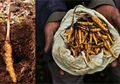 Yarsagumba, 'Viagra' yang Tumbuh di Dinginnya Himalaya, Harganya Rp1,4 Miliar per Kilogram