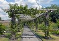 Yuk Ikuti Langkah-Langkah Membuat Pergola dengan Tanaman Rambat