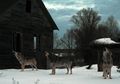 Serigala Chernobyl Sebarkan Mutasi Genetik Akibat Radiasi Nuklir?
