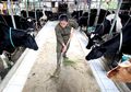 Peternak Sapi Indonesia Murni Produksi Susu Kental Manis Indonesia