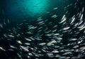 Laut Jadi Asam Karena Perubahan Iklim, Ikan Kehilangan Penciumannya