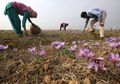 Dihargai Rp11 Juta per Kg, Saffron Jadi Rempah Paling Mahal di Dunia, Apa Alasannya?