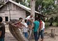 Temuan Ular Piton Raksasa 7 Meter Hingga Telan Manusia, Inilah Kisah Keberadaan Ular Besar Ini di Indonesia