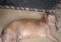 Miris! Kambing ini Mati usai Diperkosa 8 Pria, Waspada Kelainan Seksual yang Melibatkan Hewan