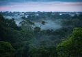 Bukan di Wuhan juga Amerika dan Eropa, Sumber Virus Corana Ternyata di Hutan Hujan Tropis Amazon