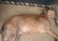 Parah, Seekor Kambing Hamil Diperkosa 8 Orang hingga Tewas! Ternyata Kelainan Seksual Melibatkan Hewan sudah Terbentuk sejak Usia Dini