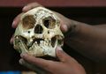 Tak Hanya Manusia, Gajah di Flores Juga Tumbuh Menyusut, Kok Bisa?