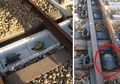 Sering Terlindas, 10 Jembatan Penyeberangan Ini Dibuat Khusus Untuk Hewan, Salah Satunya Jembatan Penyu