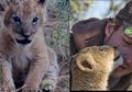 Singa Kecil Ini Diselamatkan Pria, 4 Tahun Kemudian Lihatlah Bagiamana Ia Membalas Kebaikannya