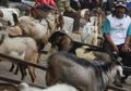 Belilah Hewan Kurban yang Diberi Kalung Sehat Jika Tak Ingin Terjangkit Penyakit Mematikan Ini