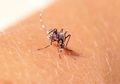 Bisakah Diterapkan di Seluruh Indonesia Penggunaan Bakteri Wolbachia untuk Tekan DBD?