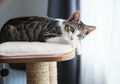 Pelihara Kucing di Rumah? Inilah 5 Desain Ruangan yang Ramah Untuk Kucing