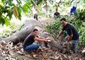 Menyedihkan, Seekor Gajah Ditemukan Mati dengan Belalai Terbakar