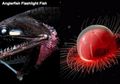 (Foto) Bagai 'Alien', Seperti Inilah Wujud Ikan-ikan yang Hidup di Laut Terdalam di Bumi