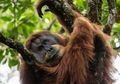 Terancam Punah dan Terusir, Malangnya Nasib Orangutan di Batang Toru
