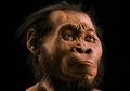 Meski Sudah Berevolusi, Ternyata Otak Homo Erectus Awal Mirip Kera