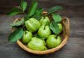 Mengatasi Diabetes dengan Ramuan Daun Jambu Biji, Begini Cara Membuatnya!