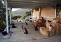 Digaji Lebih dari Rp6 Juta dengan Fasilitas Penuh Untuk Rawat 55 Ekor Kucing, Tertarik?