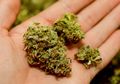 Konsumsi Ganja Sintesis, 76 Orang Ditemukan Overdosis di Sebuah Taman