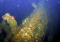 Potongan Kapal Dari Perang Dunia II Ditemukan di Lepas Pantai Alaska