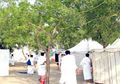 Kisah Pohon Soekarno di Padang Arafah, Mengubah Padang Tandus Jadi Ijo Royo-royo
