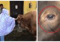 Sapi Kurban Via Vallen dan Inul 'Menangis', Benarkah Sapi Bisa Merasa Sedih?