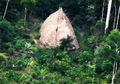 Kamera Drone Berhasil Ungkap Keberadaan Suku Terasing di Amazon