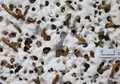 Squirmy Mealworms, Cacing Pelahap Plastik dan Styrofoam, Hancurkan Sampah Plastik Bak Palu Godam