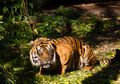 Memangsa Tiga Kambing Milik Warga, Harimau Sumatra Ditangkap